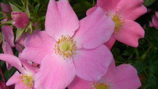 La rose Fortuna est une variété hybride à longue floraison facile d'entretien.