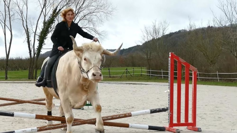 Saut obstacle par un taureau