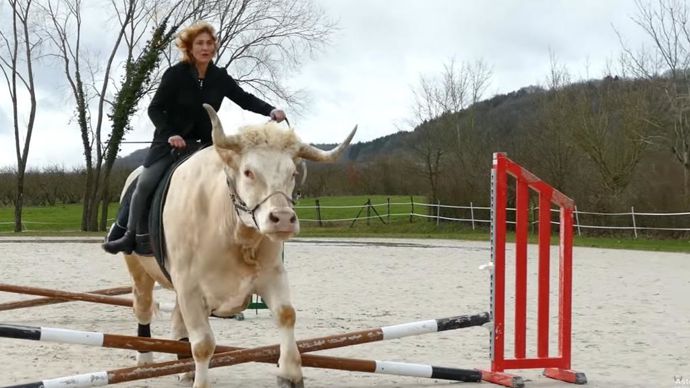Formations saut d'obstacles - Terre de Sport Equestre