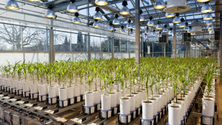 À l'Inrae de Montpellier, la plateforme PhénoArch permet d'étudier 2 400 plantes. À l'Inrae de Montpellier, la plateforme PhénoArch permet d'étudier 2 400 plantes.