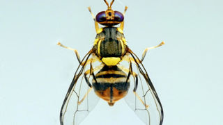 L’Anses recommande de renforcer la surveillance concernant la mouche orientale des fruits (Bactrocera dorsalis). L’Anses recommande de renforcer la surveillance concernant la mouche orientale des fruits (Bactrocera dorsalis).