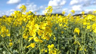 Le nouveau Pur100 bas carbone issu de la transformation d'huiles de colza français cultivé avec « des pratiques agricoles plus vertueuses » garantit une réduction des émissions de gaz à effet de serre de 80%, selon Etienne Valtel, directeur général d'Altens. Le nouveau Pur100 bas carbone issu de la transformation d'huiles de colza français cultivé avec « des pratiques agricoles plus vertueuses » garantit une réduction des émissions de gaz à effet de serre de 80%, selon Etienne Valtel, directeur général d'Altens.