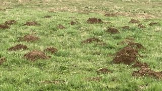 Les taupinières peuvent recouvrir de 4,3 à 11,2 % de la surface d’une prairie. La perte due aux taupes peut atteindre 50 €/ha. Les taupinières peuvent recouvrir de 4,3 à 11,2 % de la surface d’une prairie. La perte due aux taupes peut atteindre 50 €/ha.