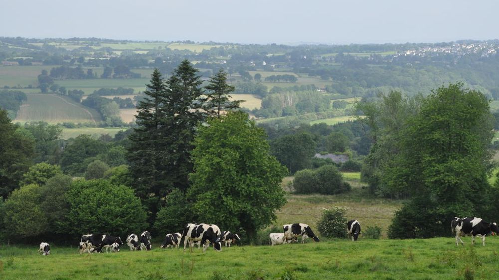 Paysage et vaches laitières au pâturage
