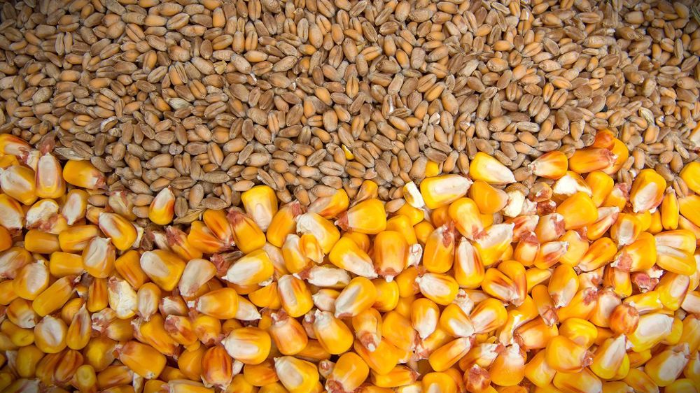 « Ce que voit le marché, c'est qu'Ukraine et Russie continuent à exporter davantage que l'an dernier », en blé comme en maïs, pointe Rich Nelson, d'Allendale.