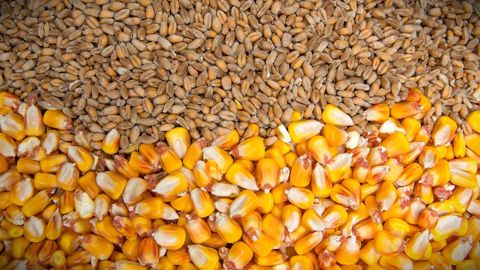 « Ce que voit le marché, c'est qu'Ukraine et Russie continuent à exporter davantage que l'an dernier », en blé comme en maïs, pointe Rich Nelson, d'Allendale.