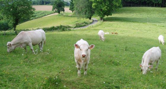 Veaux charolais