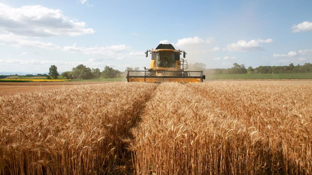 185 agriculteurs, parmi les 2 259 répondants à notre sondage, ont engagé plus de la moitié de leur récolte de blé tendre 2024.