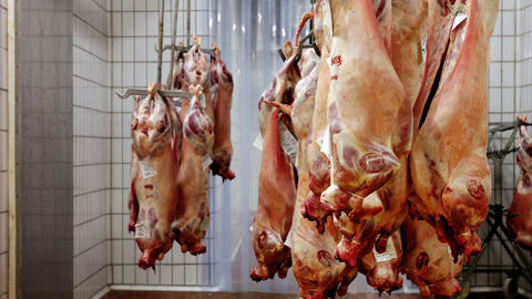 Les abattages d'agneaux de janvier et février sont inférieurs de 4 % à ceux de l'an dernier.