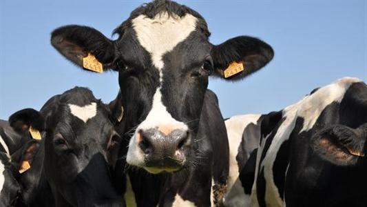 Vaches laitières prim'holstein