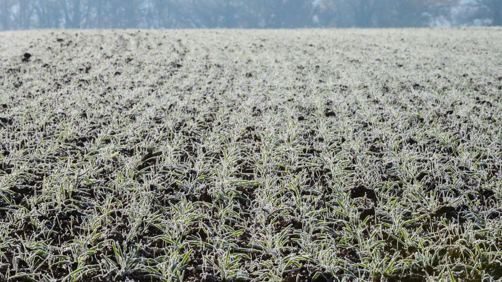 Semis tardifs de printemps ou non, le gel matinal va durer jusqu'à jeudi où les températures commenceront à remonter.