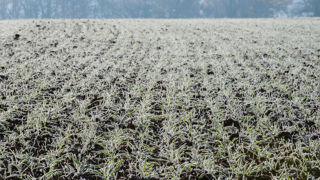 Semis tardifs de printemps ou non, le gel matinal va durer jusqu'à jeudi où les températures commenceront à remonter. Semis tardifs de printemps ou non, le gel matinal va durer jusqu'à jeudi où les températures commenceront à remonter.