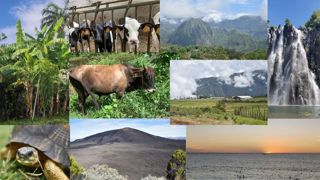 Un climat tropical, une population dense, une très jeune filière laitière... La Réunion mérite son surnom "d'île intense". Un climat tropical, une population dense, une très jeune filière laitière... La Réunion mérite son surnom "d'île intense".