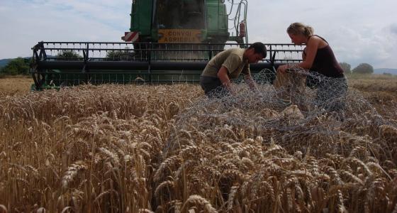 Filet de protection de busrads dans une parcelle agricole.