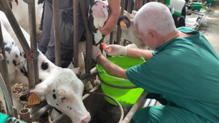 La leucose est dépistée par des prises de sang régulières. Les animaux positifs sont réorientés vers la production de viande. La leucose est dépistée par des prises de sang régulières. Les animaux positifs sont réorientés vers la production de viande.