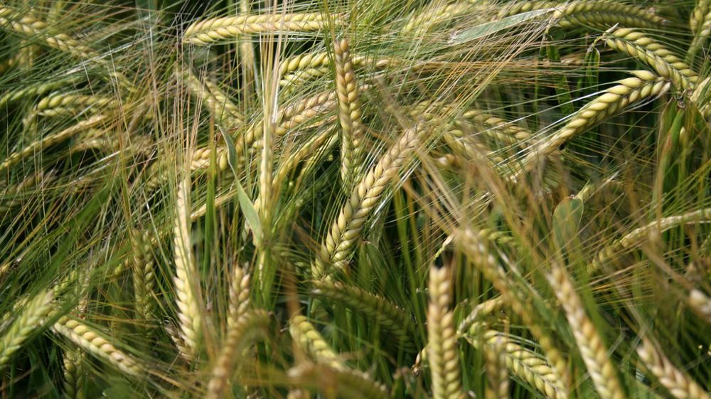 Fiche Technique Pour Tout Savoir Sur La Culture De L orge De Printemps