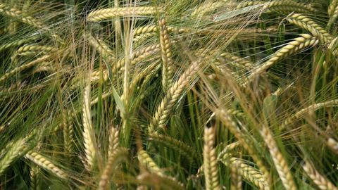 Dans cette fiche, retrouvez les principales étapes du cycle de culture de l'orge brassicole. Dans cette fiche, retrouvez les principales étapes du cycle de culture de l'orge brassicole.