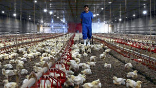 Le poulet représente 99 % de la viande de volailles produite au Brésil. Les élevages se trouvent principalement dans l’État du Paraná. Le poulet représente 99 % de la viande de volailles produite au Brésil. Les élevages se trouvent principalement dans l’État du Paraná.