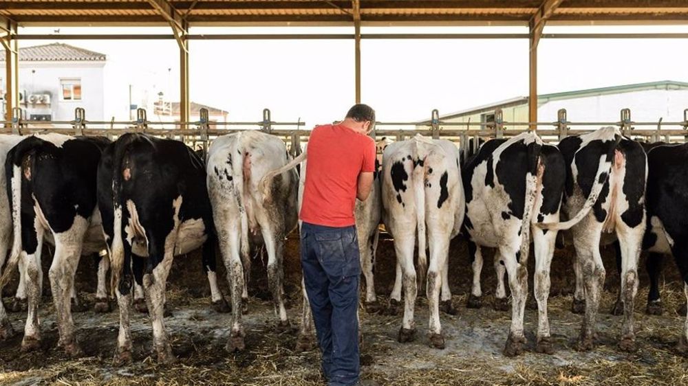 Insémination vaches Prim'Holstein