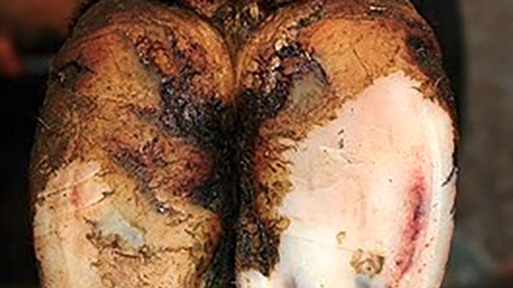 dessou de pied de vache présentant des symptômes de bleime dessou de pied de vache présentant des symptômes de bleime