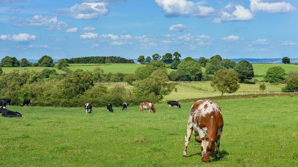 Vaches herbe Vaches herbe