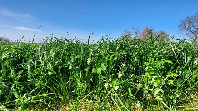 Les semenciers étoffent leur offre en mélange à l'image de Limagrain avec LG Rapidor Trèfles (photo) lancé à grande échelle cette année.