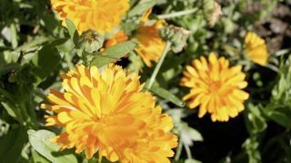 Le souci, ou Calendula officinalis, se plante au printemps pour fleurir tout l'été. Le souci, ou Calendula officinalis, se plante au printemps pour fleurir tout l'été.