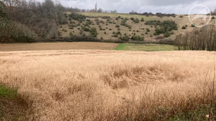 Comme le miscanthus, le switchgrass est une alternative aux céréales à paille.