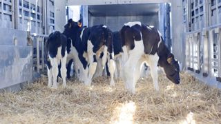 Plusieurs éléments créent de la tension sur le marché des veaux laitiers. Plusieurs éléments créent de la tension sur le marché des veaux laitiers.