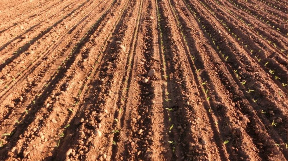 Champ de maïs post-semis.