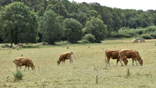 Le ministère de l’Agriculture recense 4293 foyers de maladie hémorragique épizootique (MHE), au 2 mai 2024.