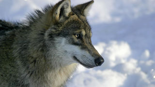 Les associations de protection animale One Voice, Animal Cross et Aves ont déposé un recours contre le nouvel arrêté fixant les conditions et limites dans lesquelles les loups peuvent être tirés. Les associations de protection animale One Voice, Animal Cross et Aves ont déposé un recours contre le nouvel arrêté fixant les conditions et limites dans lesquelles les loups peuvent être tirés.