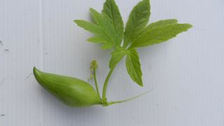 Le goût de la cyclanthère est proche de celui du concombre.