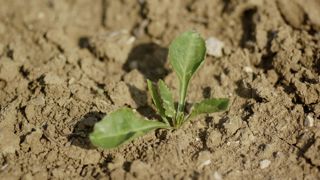La solution de biocontrôle d’Agriodor, composée d’un parfum répulsif, limite le nombre de pucerons dans les betteraves et redonne de l’efficacité aux traitements actuels. La solution de biocontrôle d’Agriodor, composée d’un parfum répulsif, limite le nombre de pucerons dans les betteraves et redonne de l’efficacité aux traitements actuels.