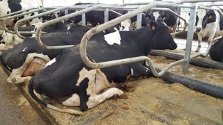 Aider les vaches à faire face au stress thermique