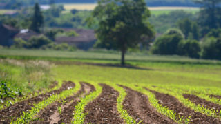 En France, 1,4 million d'hectares de maïs grain devraient être semés en 2024. En France, 1,4 million d'hectares de maïs grain devraient être semés en 2024.