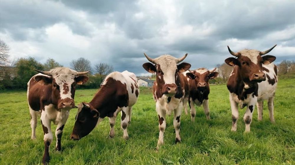 Vaches de race Ferrandaise