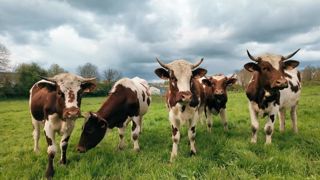 Avec 3 700 femelles en 2021 contre moins de 200 en 1990, la vache Ferrandaise est sauvée. Avec 3 700 femelles en 2021 contre moins de 200 en 1990, la vache Ferrandaise est sauvée.