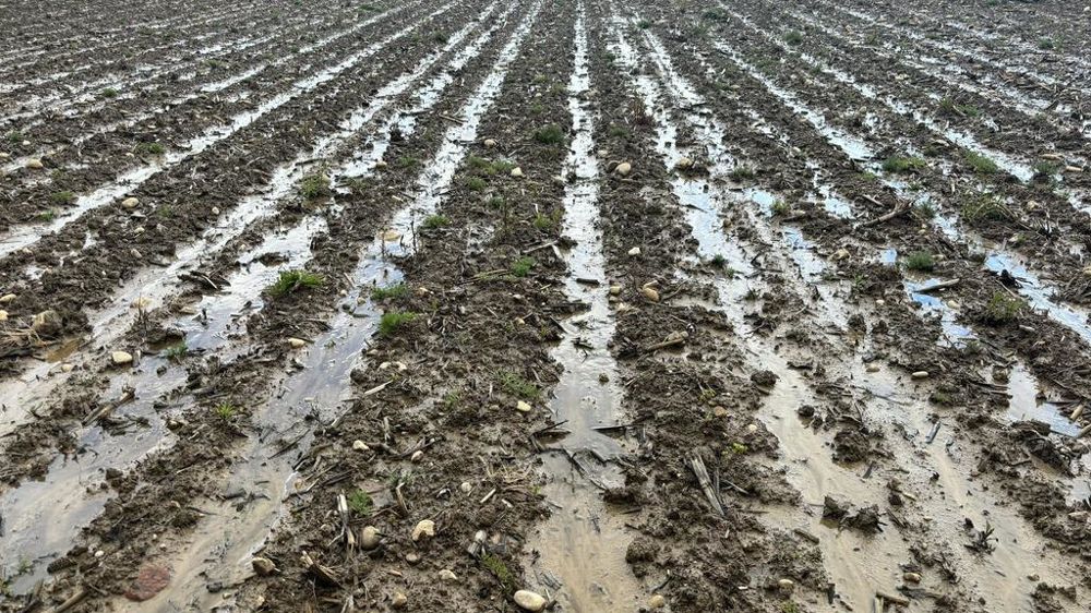 Le temps pluvieux qui persiste entrave l'avancée des semis. 72 % des surfaces prévues en maïs étaient semées au 13 mai, contre 91 % l'an dernier.