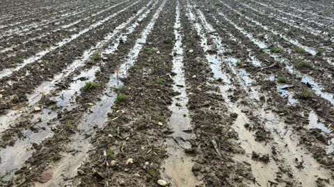 Le temps pluvieux qui persiste entrave l'avancée des semis. 72 % des surfaces prévues en maïs étaient semées au 13 mai, contre 91 % l'an dernier. Le temps pluvieux qui persiste entrave l'avancée des semis. 72 % des surfaces prévues en maïs étaient semées au 13 mai, contre 91 % l'an dernier.