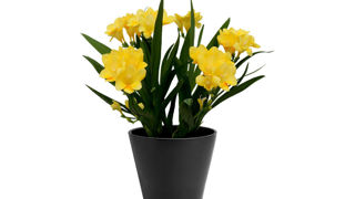 Freesia Nano Rimini®. Freesia Nano Rimini®.