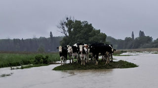 Laurent Welter, à Volstroff, a pris cette photo en fin d’après-midi, le vendredi 17 mai, baptisant l'endroit, non sans humour, « l’île aux vaches ». Laurent Welter, à Volstroff, a pris cette photo en fin d’après-midi, le vendredi 17 mai, baptisant l'endroit, non sans humour, « l’île aux vaches ».