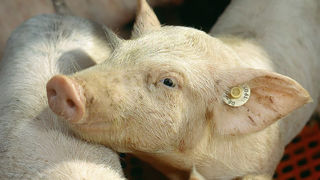Les lourds investissements à prévoir pour le bien-être animal font partie des freins à la production en Allemagne. Les lourds investissements à prévoir pour le bien-être animal font partie des freins à la production en Allemagne.