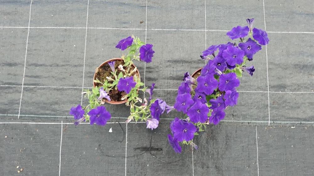A gauche, une plante sans Pseudomonas, à droite, avec.
