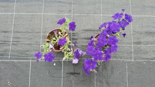 A gauche, une plante sans Pseudomonas, à droite, avec. A gauche, une plante sans Pseudomonas, à droite, avec.