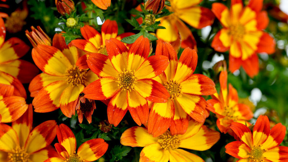 Bidens ferulifolia Timeless™ Blazing Flames™. Bidens ferulifolia Timeless™ Blazing Flames™.