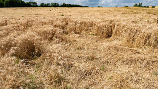 Les dossiers de dégâts de grand gibier ouverts depuis le 1er janvier 2024 suivent une nouvelle procédure d'indemnisation. Les dossiers de dégâts de grand gibier ouverts depuis le 1er janvier 2024 suivent une nouvelle procédure d'indemnisation.