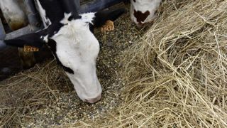 Au premier trimestre de l’année 2024, la production d’aliments composés a augmenté sur un an, et les prix d’achat ont continué de diminuer. Au premier trimestre de l’année 2024, la production d’aliments composés a augmenté sur un an, et les prix d’achat ont continué de diminuer.