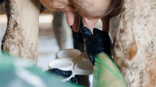 Mammite clinique non sévère en lactation : traiter si nécessaire et viser juste