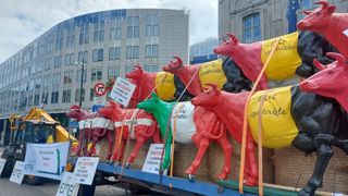 Les Justines et Faironikas, les vaches nationales,illustrent la diversité et l’unité de ce rassemblement. Les Justines et Faironikas, les vaches nationales,illustrent la diversité et l’unité de ce rassemblement.